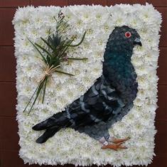 Racing Pigeon 